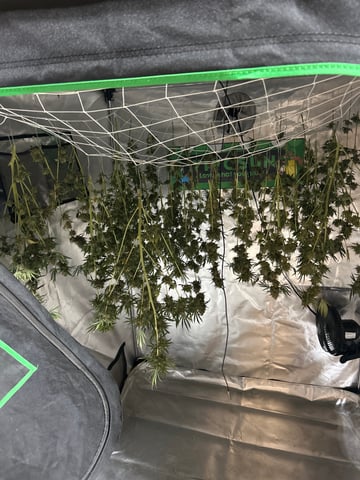 Barney’s Farm  — grow_setup, day 99