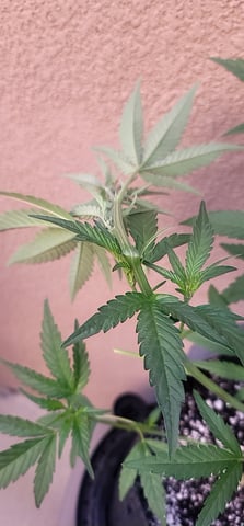 Poison Rainbows — vegetative, day 86