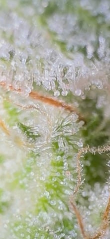 OG Kush — flower, day 138