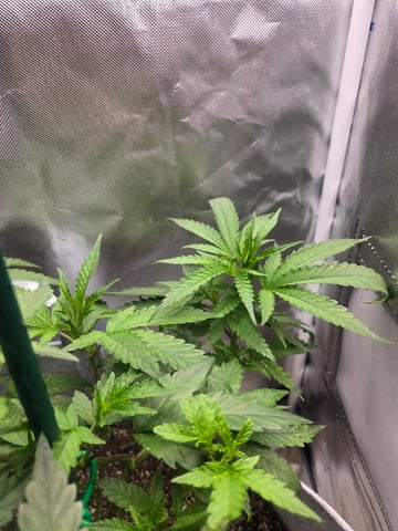 Looking for advice! — vegetative, day 37