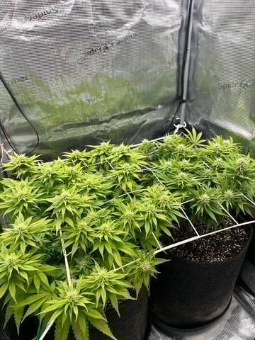 Gorilla Zkittlez & RS #11 — flower, day 71