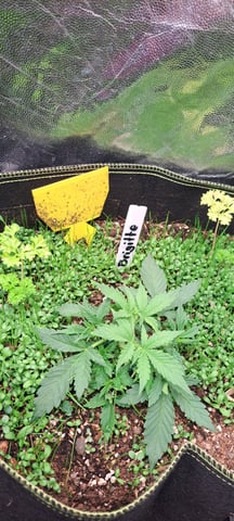 First Grow with the new setup  — vegetative, day 23