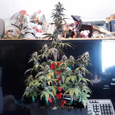 Moving On — flower, day 31