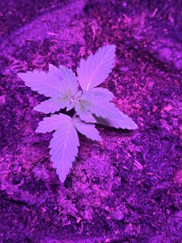 1st Ever Grow — vegetative, day 27