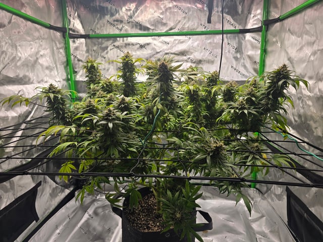 First grow — flower, day 125