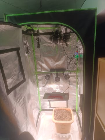 Purple Amnesia Autoflower — seedling_rooting, day 1