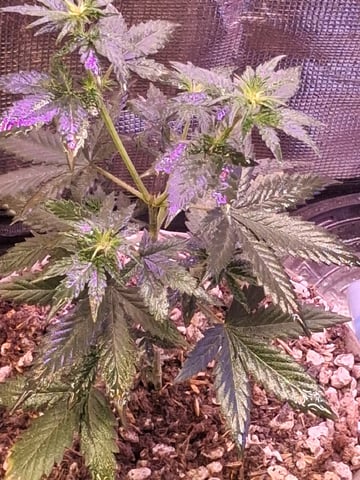 First Lagit Grow — vegetative, day 27