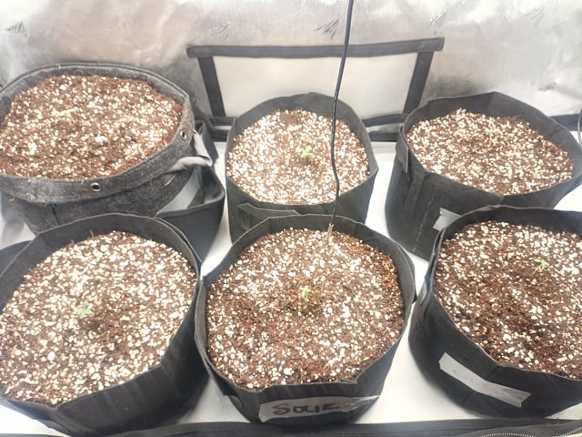 Last girls got kicked. — seedling_rooting, day 3