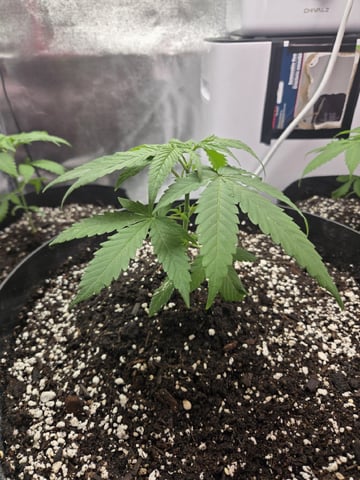 first grow second plant  — vegetative, day 25