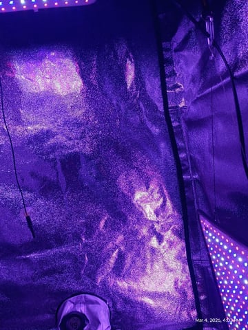 Georgia Pie Female Photo — vegetative, day 11