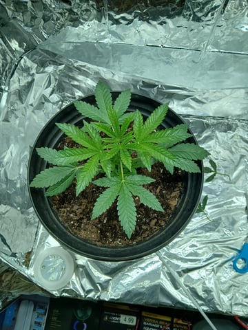 1st Grow — vegetative, day 13