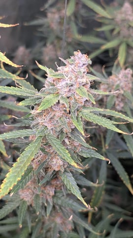 Strawberry Cheesecake Seedsman Seeds Autoflowers x2 — flower, day 82