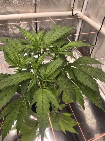Oceanz 16 — vegetative, day 96