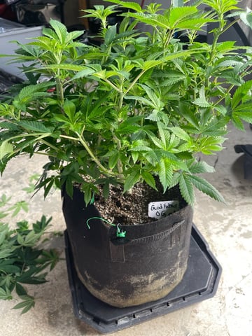 1st Ever Grow (GodFather OG) (Coco) — flower, day 88
