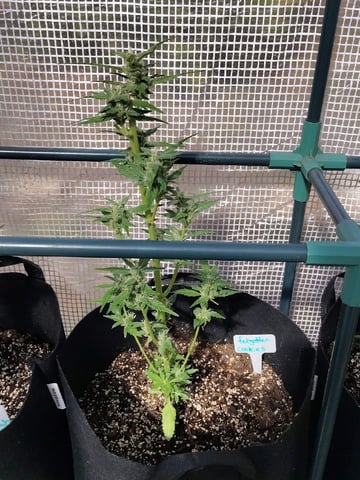 greenhouse grow  — flower, day 1