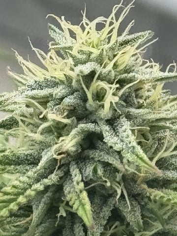 Redclay — flower, day 37