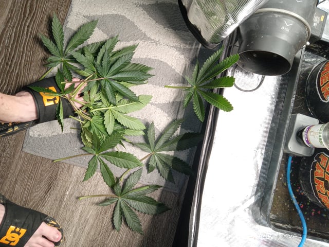 critical purple kush x peyote wifi  in the auto pot system tray 2 grow with added microhazian to the coco coir  — vegetative, day 40