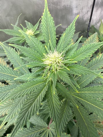 White Russian — flower, day 65