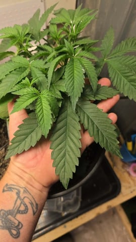 2nd Grow Sesh — vegetative, day 37