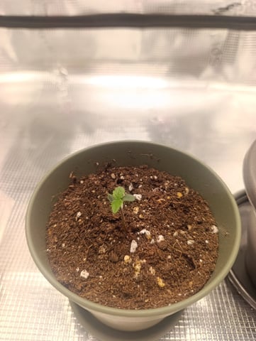 White Widow — seedling_rooting, day 1