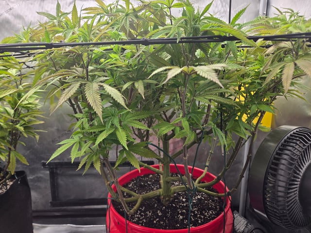 First Grow — vegetative, day 50