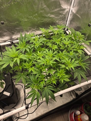 Spider-Farmer Hydro — flower, day 40