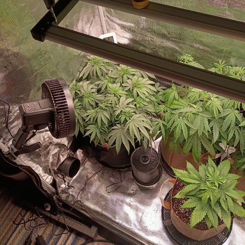 TentPlantLightFan