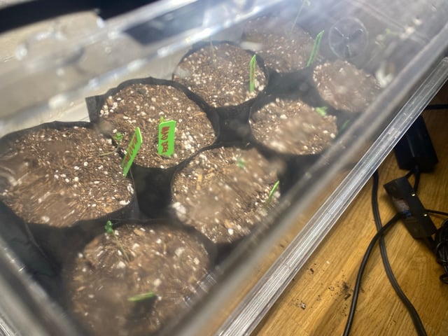 Solfire Gardens Grow — seedling_rooting, day 10
