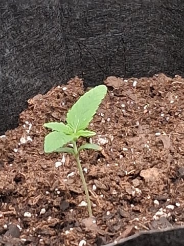 First Indoor Grow  — seedling_rooting, day 13