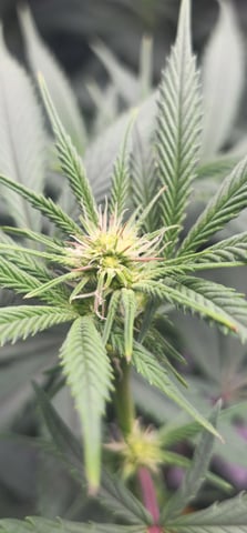 First clones (Dr nefario)  — flower, day 42