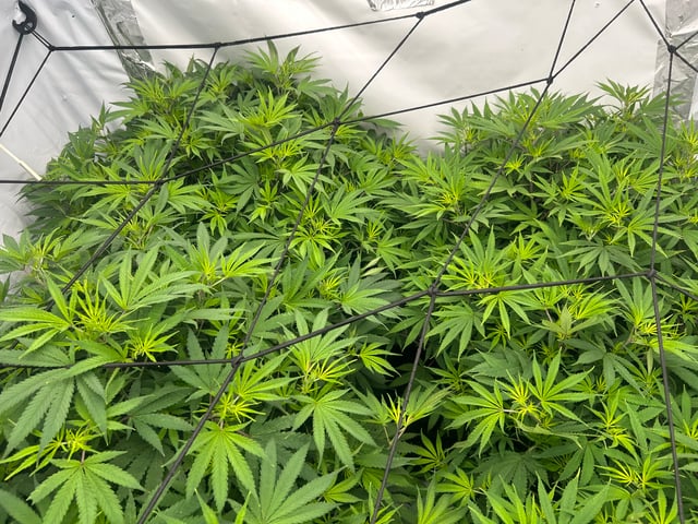 zunami s1 grounded genetics  — flower, day 39