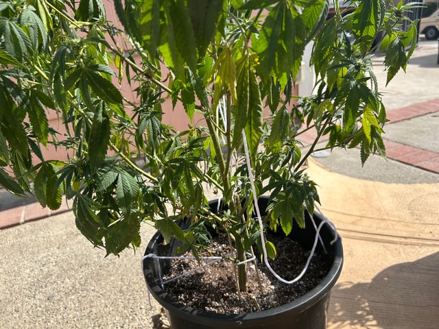 unknown hybrid possibility  — flower, day 15