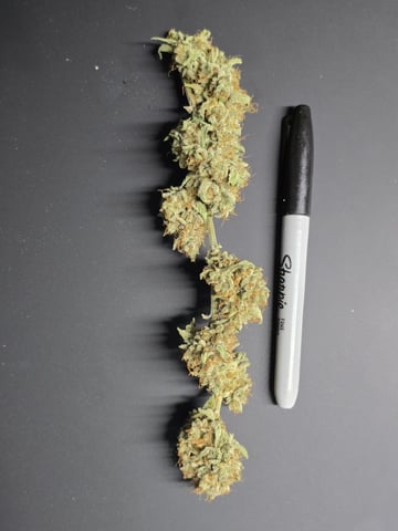 Hydroponic Photos — harvest, day 96