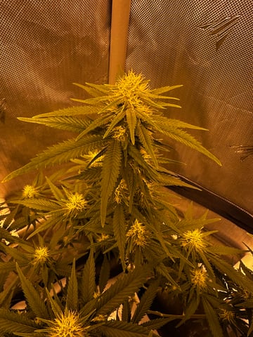 XJ-13 x Pennywise — flower, day 105