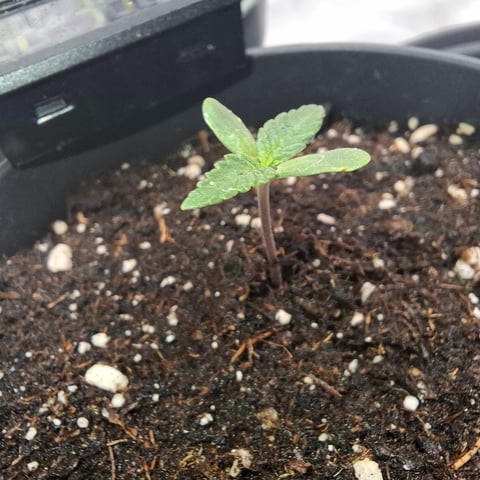 zupreme lime — vegetative, day 2