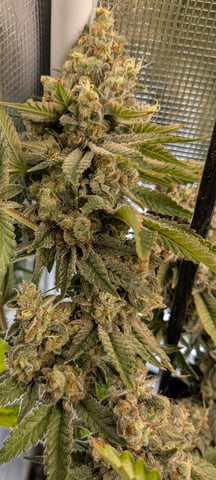 1st grow continued  — flower, day 56