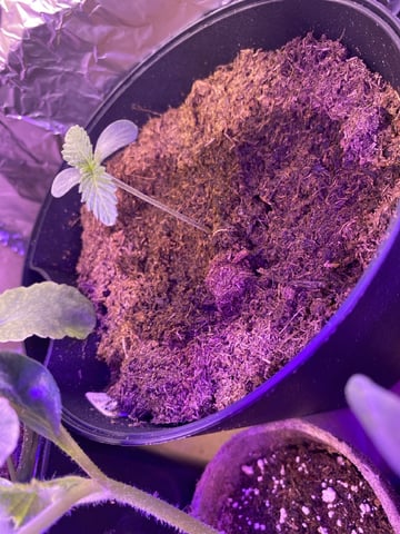 Plant 2 — seedling_rooting, day 10