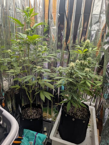 Zkittlez (Auto) — flower, day 69