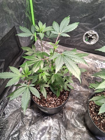 S&D  First Grow — vegetative, day 10