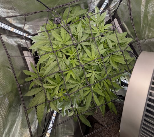 Cinderella 99 — vegetative, day 50