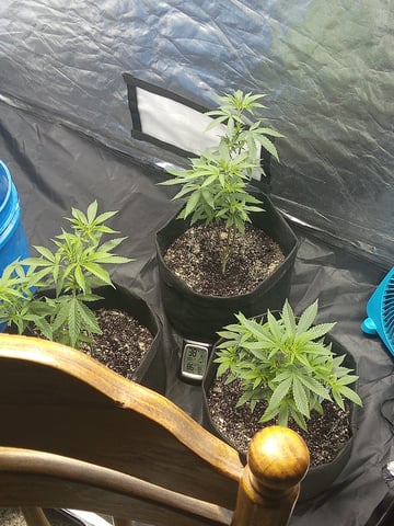 chem#4 — vegetative, day 23