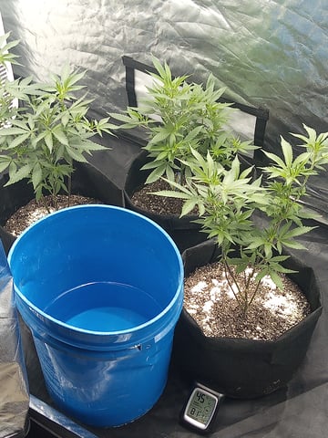 chem#4 — vegetative, day 23