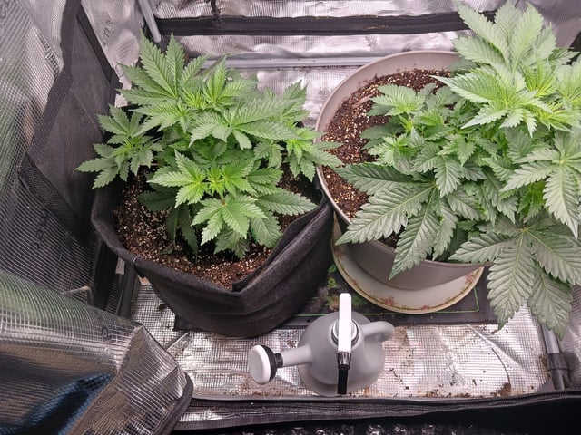 9lbhammer feminized  — flower, day 26