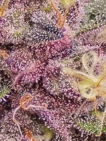 CLONES — flower, day 114