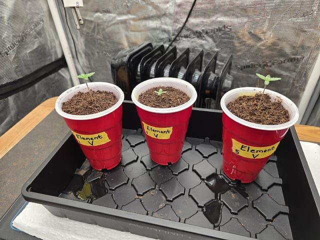 Grow 5.o — seedling_rooting, day 4