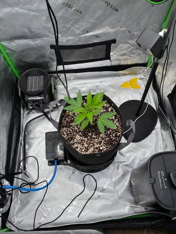 Comet Candy (Auto) 2026- 02 — vegetative, day 22