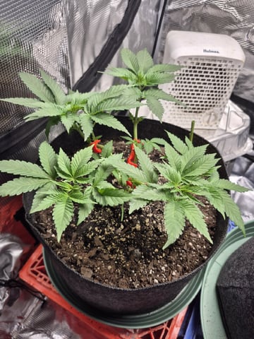 Grow 1 2026 Dream Widow