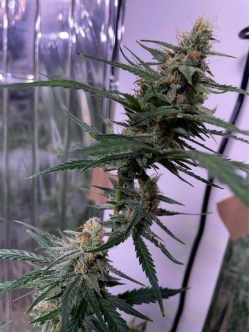 FIRST AUTO RUN — auto, day 53