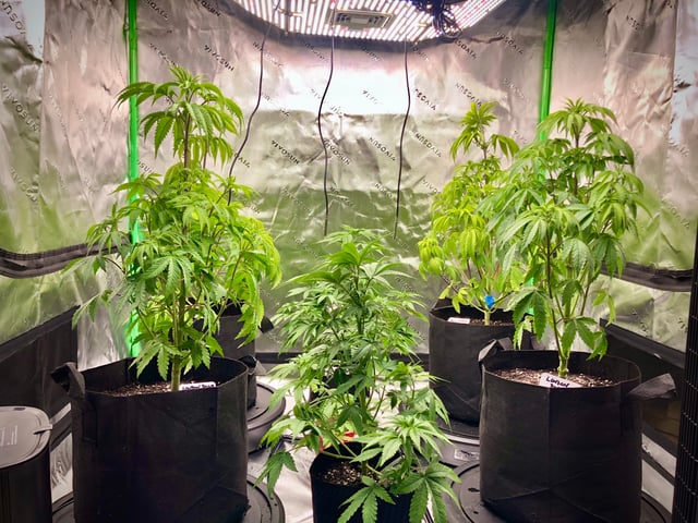 My First Home Grow  — vegetative, day 49