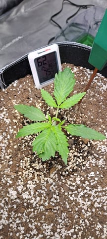 Hawaiian Haze  — seedling_rooting, day 9